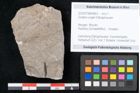 Foto (Objekt + Etikett) von Zostera ungeri Ettingshausen (NHMW-GEO-2024-0188-6663)